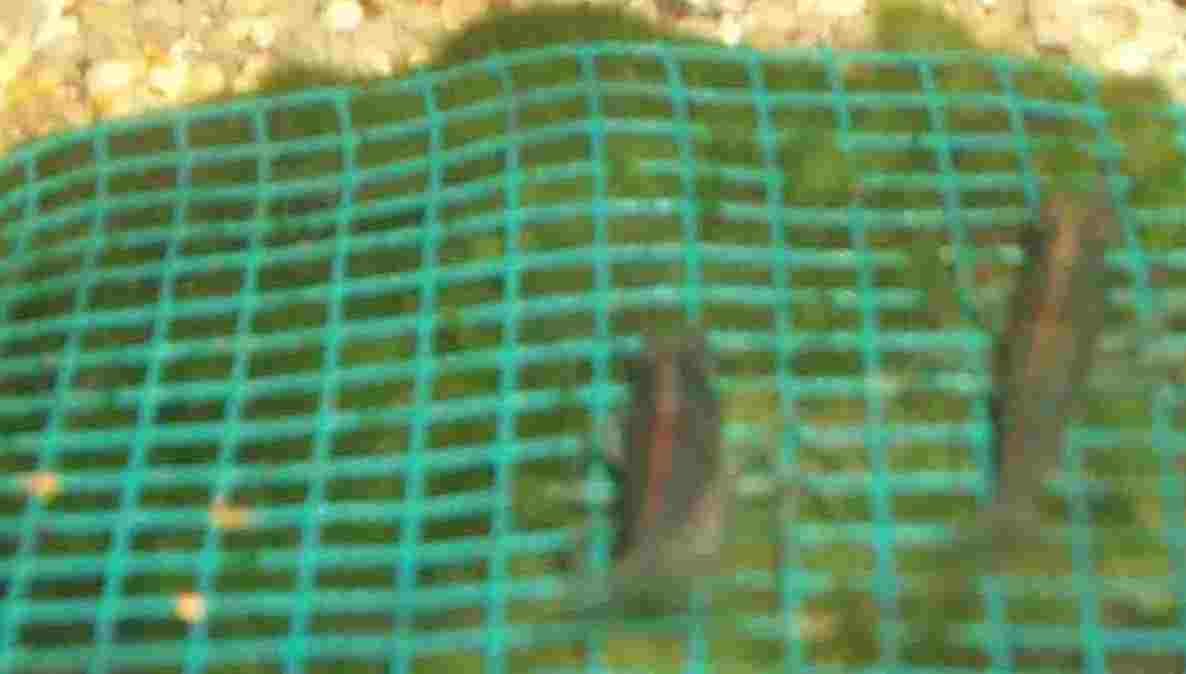 Mühlan Topartikel- 3 Wassergras Matte mit Gitter 15x10 cm, Moos