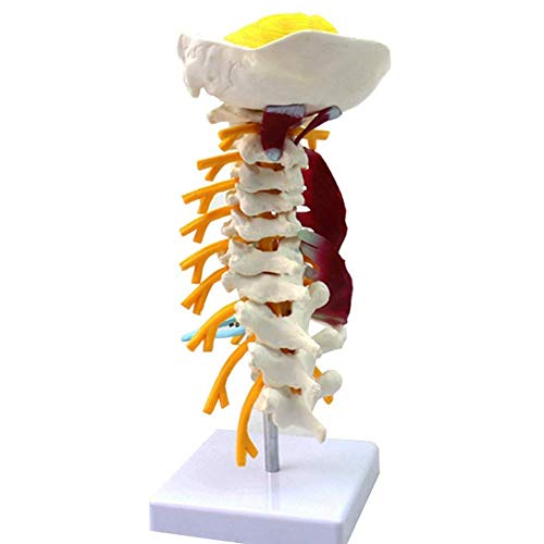 LBYLYH Medizinisches menschliches Halswirbelsäule Modell Plexus brachialis neuromuskuläre Modell, Skeleton Specimen