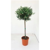 Gartenkrone Olivenbaum, Olea europaea
