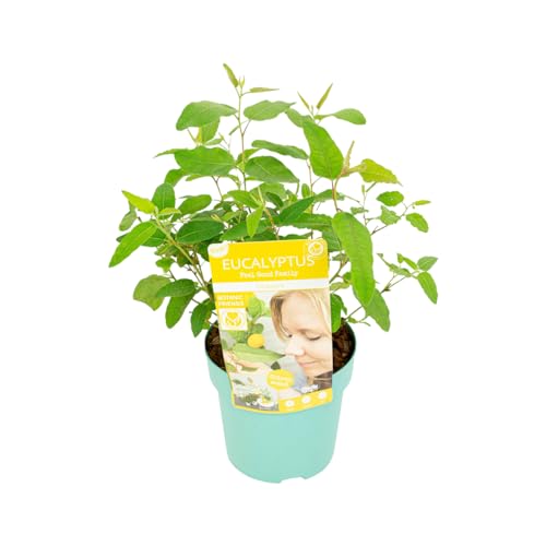 Bloomique - Eukalyptus Gunii 'Citriodora' - Eukalyptus Pflanze - Winterhart - Gartenpflanze - ⌀15 cm - 30-40 cm