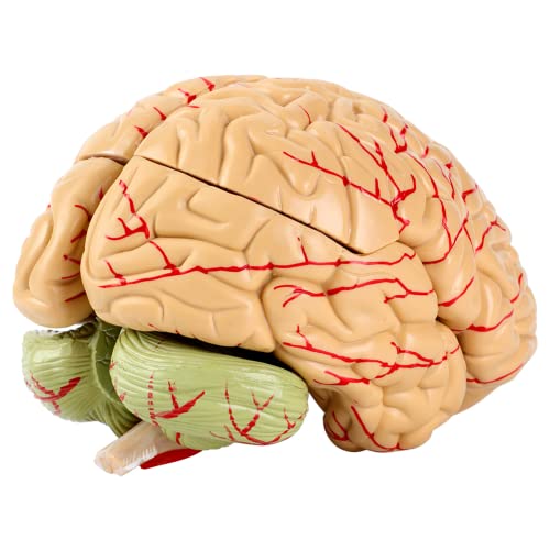 Zerlegtes Gehirnmodell Medizinisches menschliches Gehirnmodell PVC in Lebensgröße mit Basis für medizinische Fachkräfte