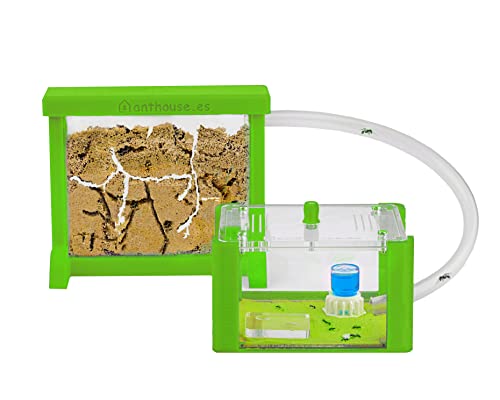 AntHouse - Natürliche Ameisenfarm aus Sand | 3D Basic Set (Sandwich + Futterbox) Grün | Inklusive Ameisen