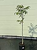 TROPICTREES Granatapfel | Punica Granata | Höhe von 200 cm | ? kg Winterharter Granatapfelbaum | Granatapfelparadies: Wachsen Sie mit einem Granatapfelbaum Ihre eigene Fülle an Köstlichkeiten