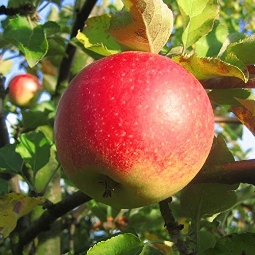 Apfelbaum Jonagold Winterapfel beliebte Sorte Apfel Zwergbaum ca. 110-140 cm 7,5 L Topfballen M26