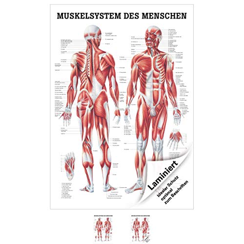 Anatomische Lehrtafel "Muskelsystem des Menschen", 100x70 cm, laminiert