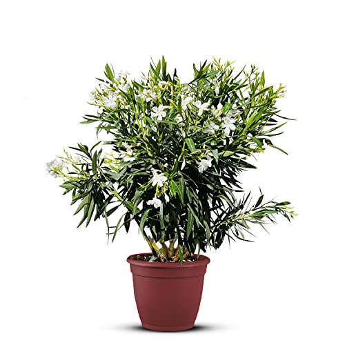 Tropictrees Nerium Oleander | Oleander Pflanzen winterhart | immergrüne winterharte Pflanze mit einer Höhe 120-140 cm | weiße Blüten | Hitze- und trockenheitsresistent