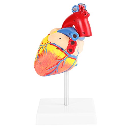 Akozon Herzmodell 1: 1 Anatomisches Menschenleben Größe Herz Modell Medizinische Kardiovaskuläre 2 Teile für Wissenschaft Klassenzimmer, Kardiologie Anatomie Lehrmodell