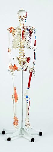 Patterson Medical Skelettmodell, Lebensgröße, 170 cm