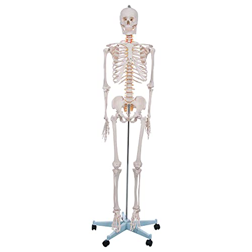 Skelett Schulskelett inkl. Stativ 178 cm, Anatomie Skelett lebensgroß, Anatomische Lehrmittel, Knochen Schädel