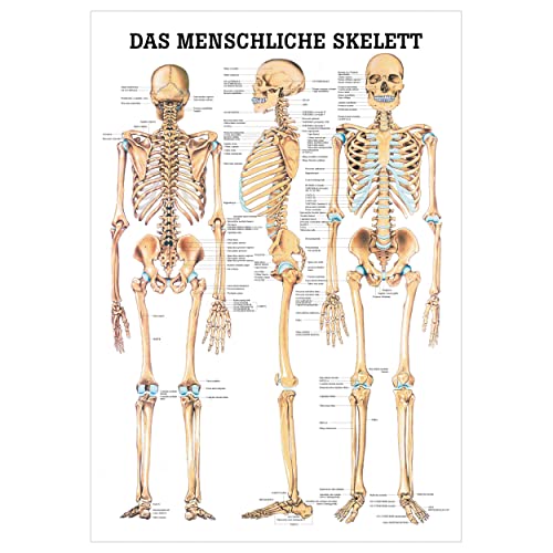 Das menschliche Skelett Lehrtafel Anatomie 100x70 cm medizinische Lehrmittel
