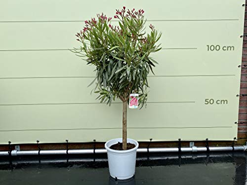 Tropictrees - Oleander auf hochstamm, farbe Rot, 80-100cm