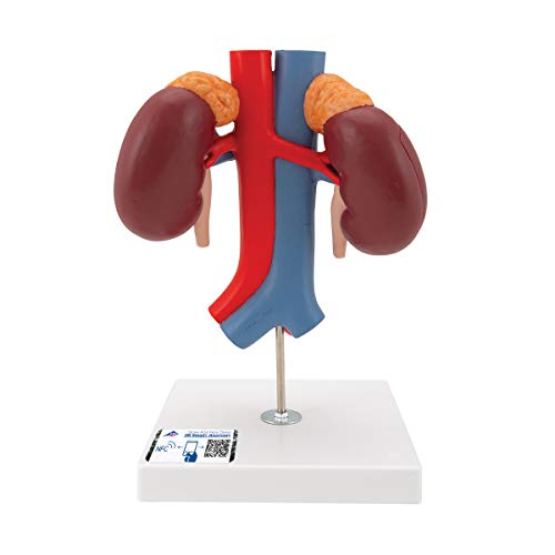 3B Scientific menschliche Anatomie - Nieren mit Gefäßen, 2-Teilig - 3B Smart Anatomy