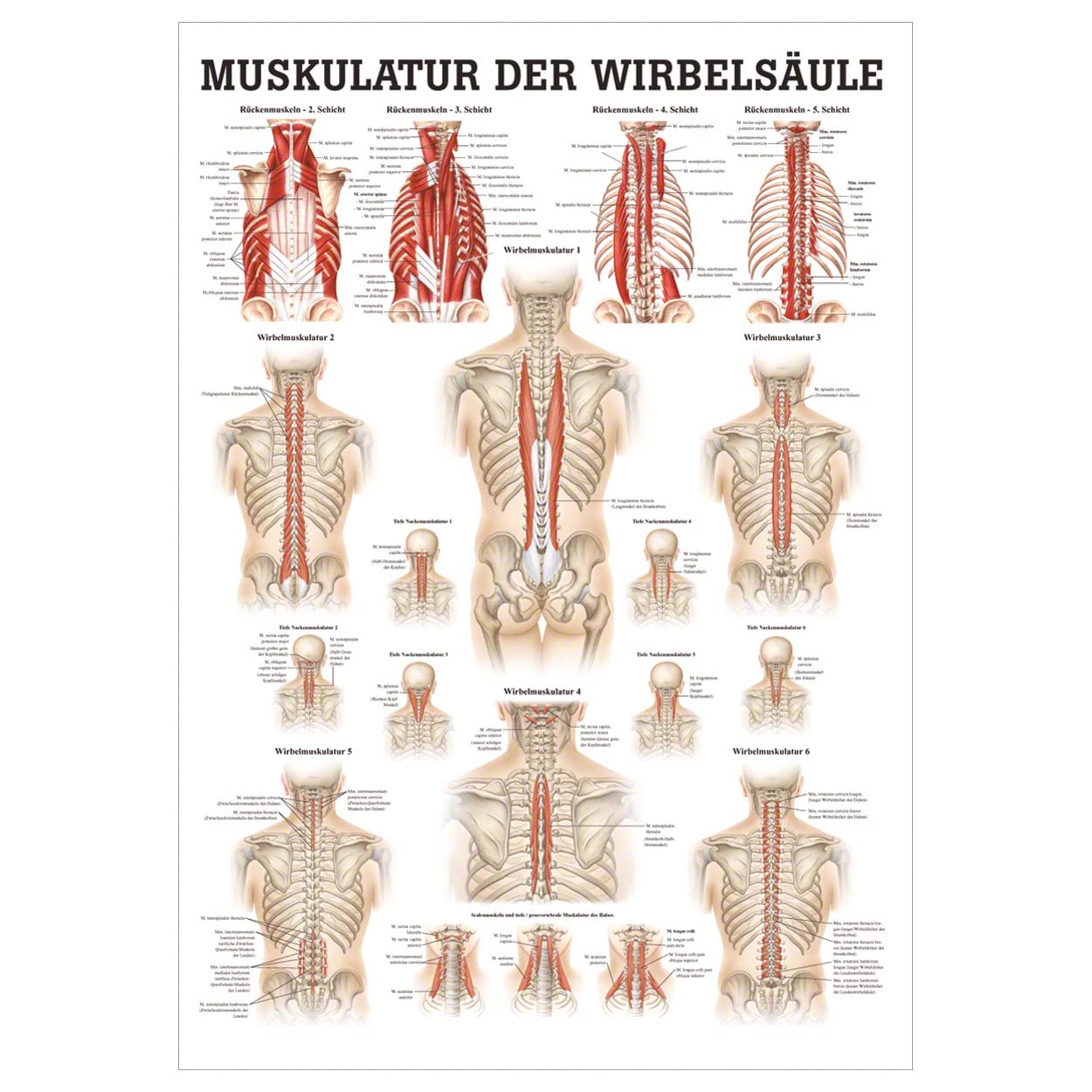 Rüdiger Muskulatur der Wirbelsäule Poster Anatomie 70x50 cm medizinische Lehrmittel