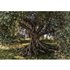 KOMAR Papiertapete »Olive Tree«, Breite: 368 cm, inkl. Kleister - bunt