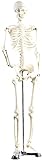 newgen medicals Menschliches Skelett: Original Lehrmittel Anatomie Skelett auf Ständer, 85 cm (Deko Skelett, Anatomie-Skelett-Modell, Medizin)