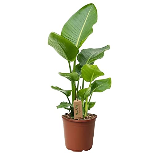 Plant in a Box - Strelitzia Nicolai - Paradiesvogelpflanze - Topf 17cm - Höhe 55-70cm