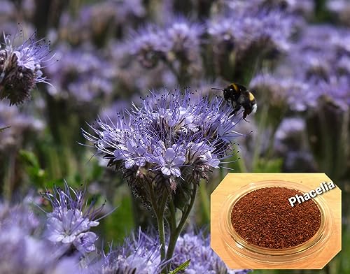 LanDixx Phacelia 2 kg Bienenweide Saatgut Imkerpflanze