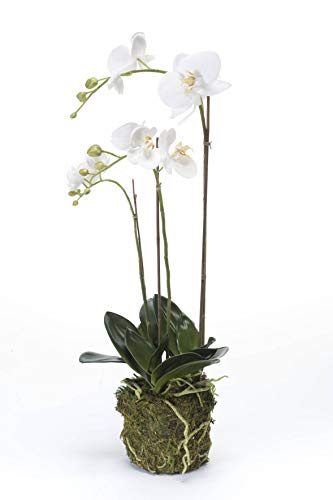artplants.de Künstliche Orchidee Phalaenopsis Pabla im Erdballen, weiß - gelb, 70cm - Hochwertige Kunstorchidee