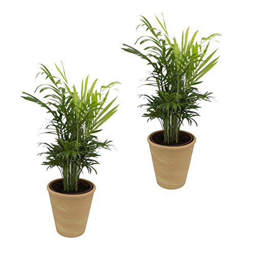 Dominik Blumen und Pflanzen, Zimmerpalmen-Duo - 2 Chamedorea-Palmen - mit terrakottafarbenem Dekotopf, ca. 20 - 30 cm hoch