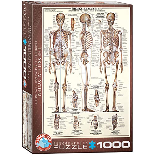 empireposter Das menschliche Skelett 1000 Teile Puzzle Format 68x48 cm