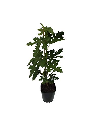 Gustissimo® Perretta® Fruchtfeige 40-60 cm große Früchte Feigenbaum Ficus carica 3 Liter Topf