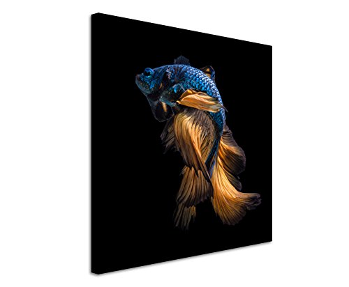Fine Art Print auf Leinwand 90x90cm Tierbilder – Blau oranger Siamesischer Kampffisch