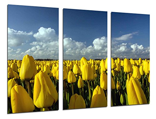 Wandbild - Feld gelbe Tulpen, 97 x 62 cm, Holzdruck - XXL Format - Kunstdruck, ref.26258