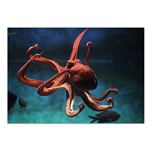 DekoGlas Glasbild 'Oktopus' Echtglas Bild Küche, Wandbild Flur Bilder Wohnzimmer Wanddeko, einteilig 100x70 cm