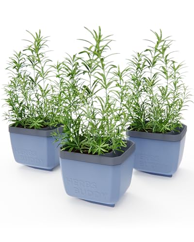 GUSTA GARDEN Herbs Buddy - Selbstbewässerungstopf & Kräutertopf für Küche & Fensterbank, Ideal für Basilikum, Wassertank, Wasserstandsanzeige (3, blau)
