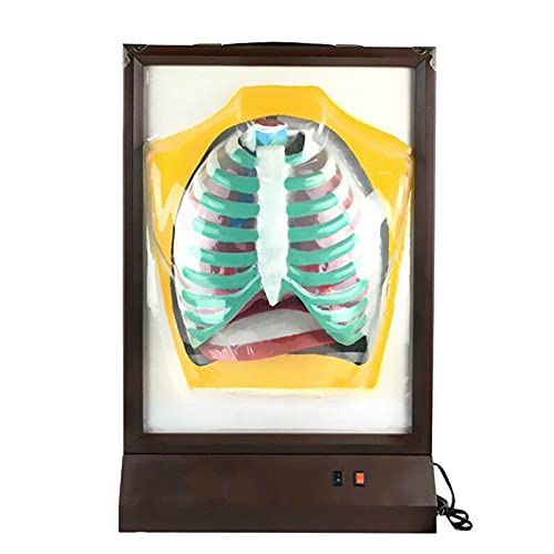 FHUILI Human Electric Atmungssystem Modell - Bildungsmodell Human Lung-Atmungssystemmodell - Biologisches Unterricht anatomie Modell - Für Unterrichtsunterricht