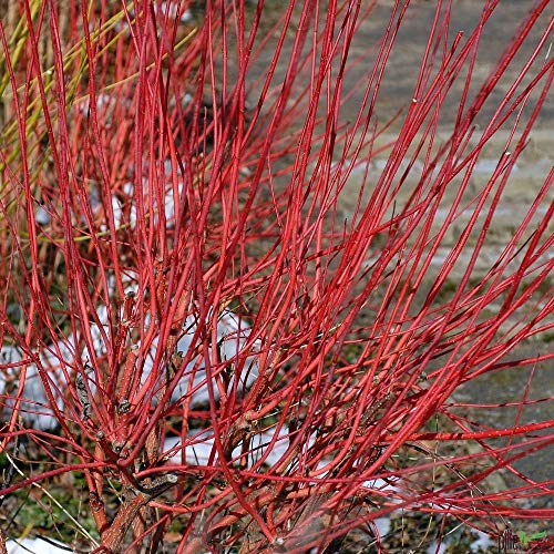 Cornus alba Sibirica Rotholz Hartriegel rote Rinde Herbstfärbung verschiedene Größen (80-100 cm)