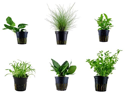 Tropica Nano Set mit 6 Einfachen Kleinen Topf Pflanzen Aquariumpflanzenset Nr.5 Wasserpflanzen Aquarium Aquariumpflanzen