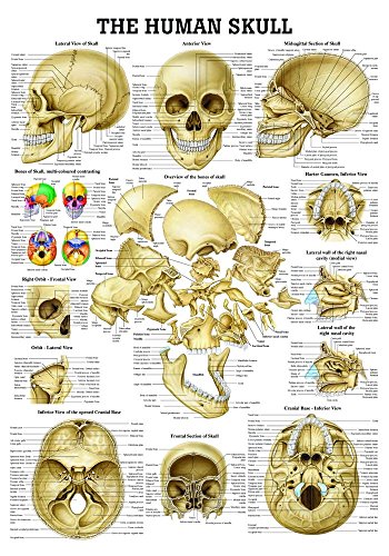 Bones of the human skull. 70x100 cm, laminated