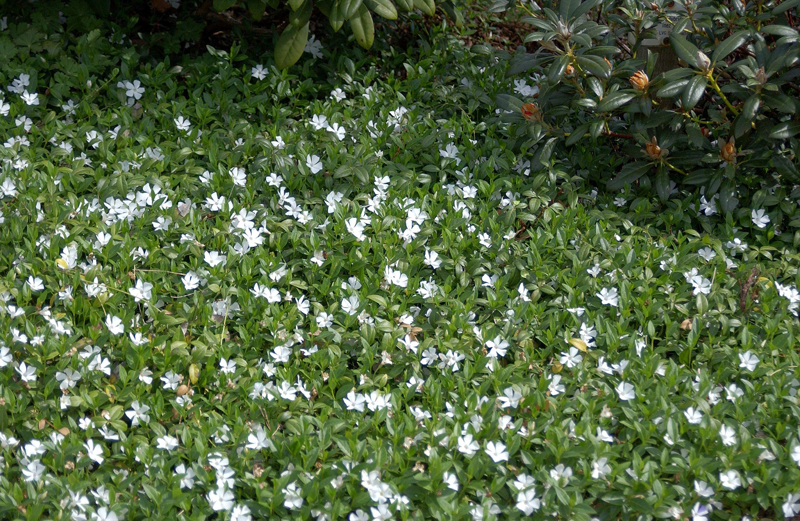 Vinca minor 'Alba' Weißblühendes Immergrün Bodendecker mit weißen Blüten im Topf gewachsen (25 Stück)