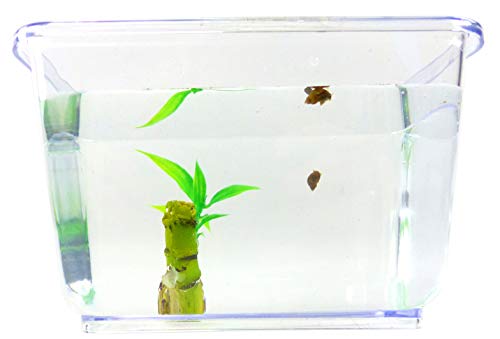 Evil Wear Schnecken-Set Mini Spitzhorn Schnecke braun mit Pflanze und Aquarium Einsteiger Starter Set (2Stk Mini Teufel?)