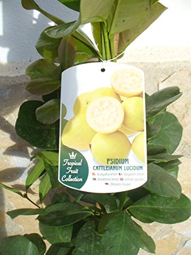 Eine Pflanze, Zitronen-Guave - Psidium Lucidum, Gesundheitsfrucht 110-125 cm