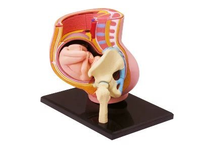 dentallabore 4D 27 Teile Schwangerschaftsbecken Medical Simulation menschlichen Anatomie