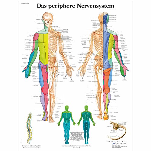 3B Scientific Lehrtafel laminiert - Das periphere Nervensystem