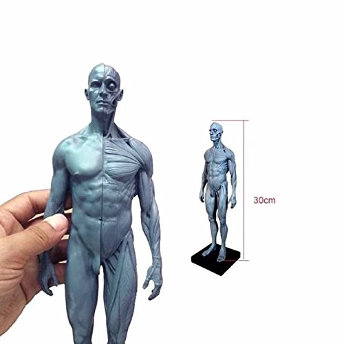 BoNew Anatomische Anatomie, Schädelkopf, Körper, Muskelknochen, Harz, 30 cm