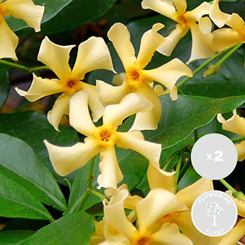 2x Trachelospermum Star of Toscana – Gelber toskanischer Jasmin – Schlingpflanze - ⌀15 cm -60-70 cm