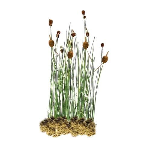 VDVELDE Zwerg-rohrkolben Typha Minima - Für ca. 2,5 m² - 30 lose Filterpflanzen - Für Teichpflanzenfilter - Winterharte Teichpflanzen - Van der Velde Wasserpflanzen