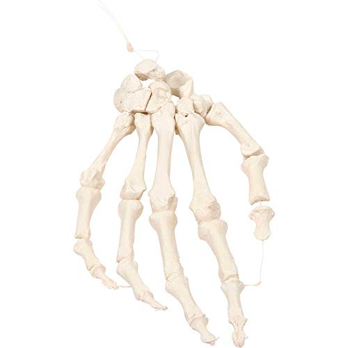 Erler Zimmer Handskelett auf Nylon Anatomie Modell Knochen einzeln im Detail separiert betrachtbar