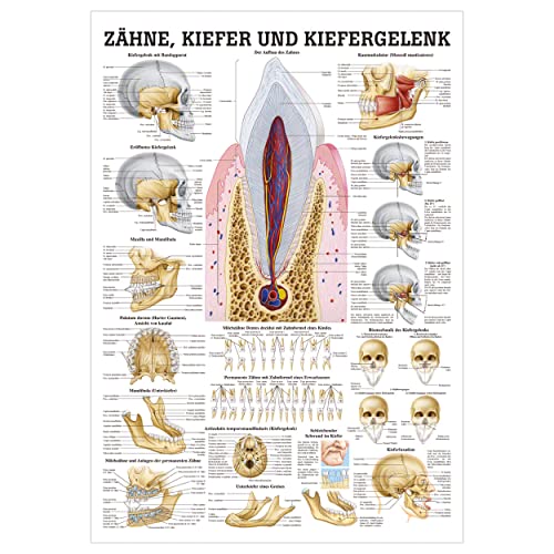 Zähne und Kiefergelenk Lehrtafel Anatomie 100x70 cm medizinische Lehrmittel
