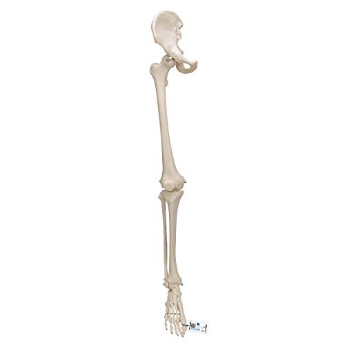 3B Scientific Menschliche Anatomie - Beinskelett mit Hüftknochen - 3B Smart Anatomy