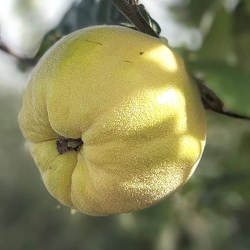 Konstantinopeler Apfelquitte aromatische apfelförmige Quitte Buschbaum Topfballen 7,5 Liter 110-140 cm