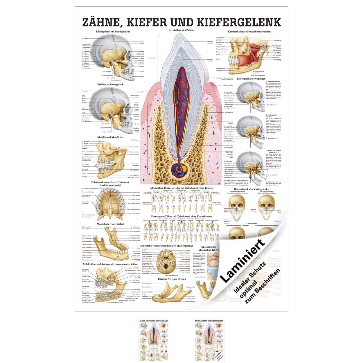 Rüdiger Zähne und Kiefergelenk Lehrtafel Anatomie 100x70 cm medizinische Lehrmittel