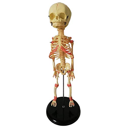 SLRMKK Baby-Skelett-Modell - 35-cm-Fetalskelett-Lehrmodell Menschliches Baby-Anatomie-Schädel-Skelett-Modell Anatomie Anatomisch - für Studienanzeige-Lehrmodell