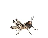 Wüstenheuschrecken Heuschrecken Futterinsekten Reptilienfutter (klein, 300 Stück)