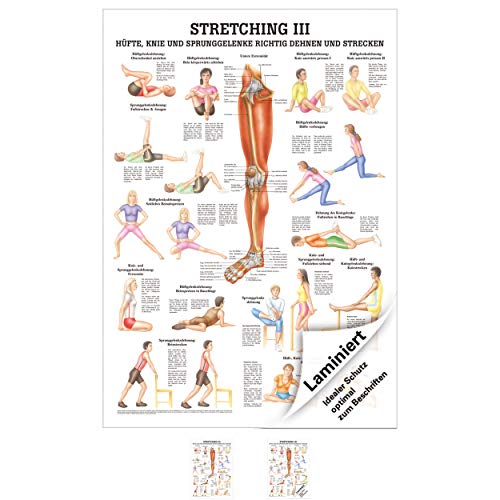 Sport-Tec Stretching III Lehrtafel Anatomie 100x70 cm medizinische Lehrmittel