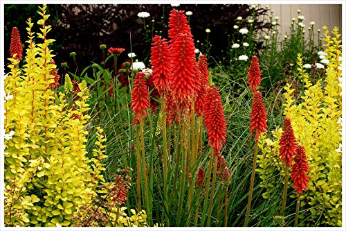 3 x Kniphofia ‘Redhot Popsicle’ / Fackellilie Tritome